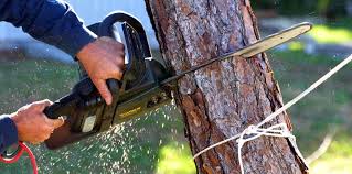 Best Tree Fertilization  in Sausalito, CA