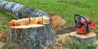 Best Tree Maintenance Programs  in Sausalito, CA