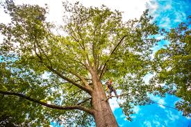 Best Firewood Processing and Delivery  in Sausalito, CA