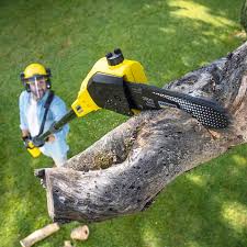 Pest Control for Lawns in Sausalito, CA