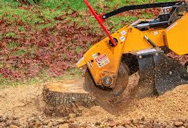Best Tree Cabling and Bracing  in Sausalito, CA