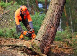 Best Emergency Tree Removal  in Sausalito, CA