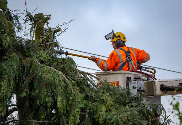 Best Storm Damage Tree Cleanup  in Sausalito, CA