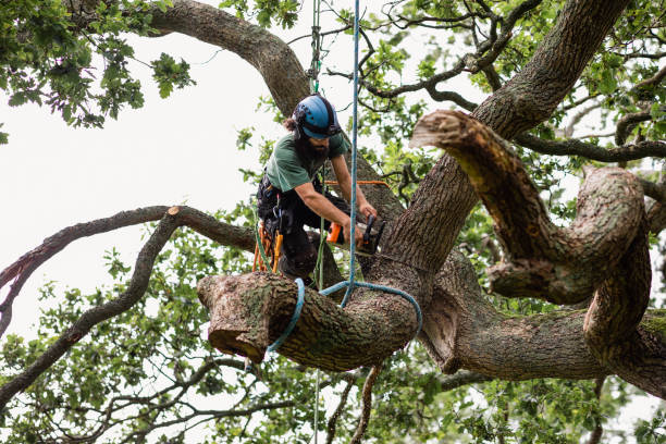 Best Tree Risk Assessment  in Sausalito, CA