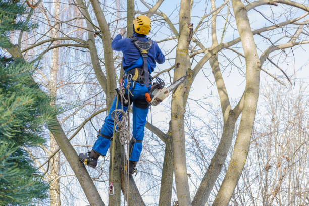 Best Hedge Trimming  in Sausalito, CA