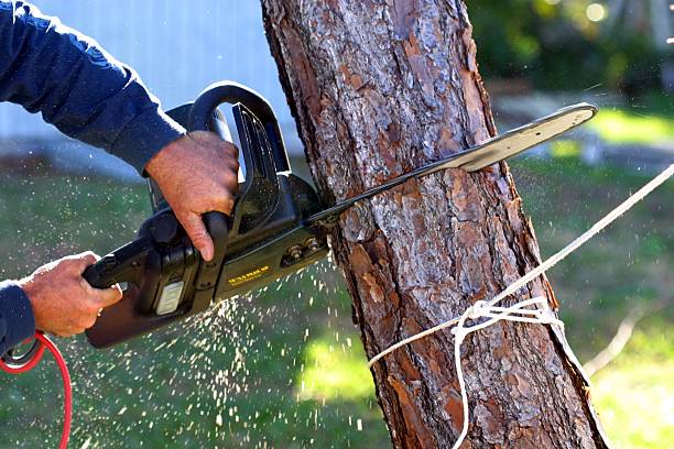  Sausalito, CA Tree Care Pros