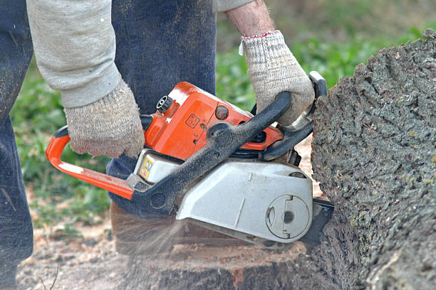 Best Stump Grinding and Removal  in Sausalito, CA