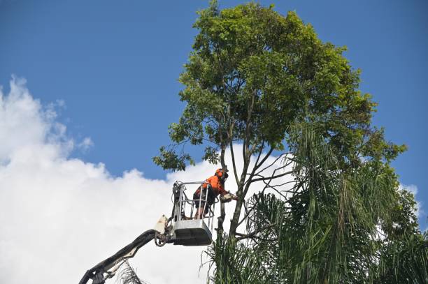Best Weed Control  in Sausalito, CA