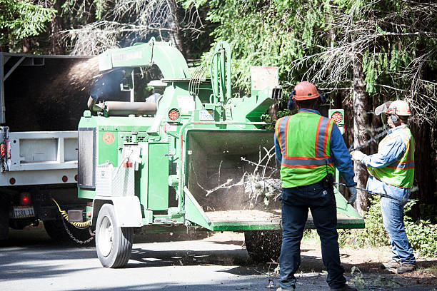 Best Tree Trimming and Pruning  in Sausalito, CA