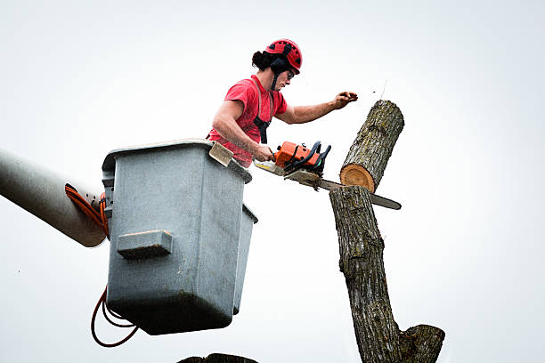 Best Tree Removal  in Sausalito, CA