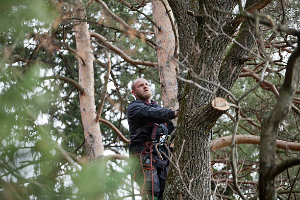 How Our Tree Care Process Works  in  Sausalito, CA