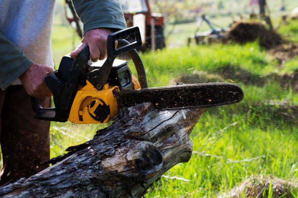 Best Tree and Shrub Care  in Sausalito, CA
