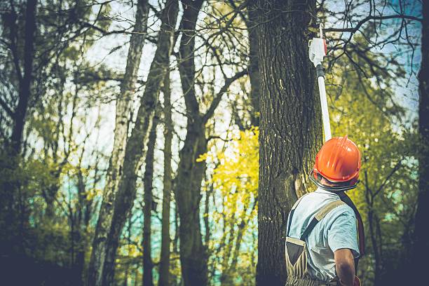 Sausalito, CA Tree Care Company
