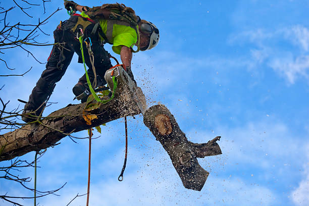 Best Palm Tree Trimming  in Sausalito, CA
